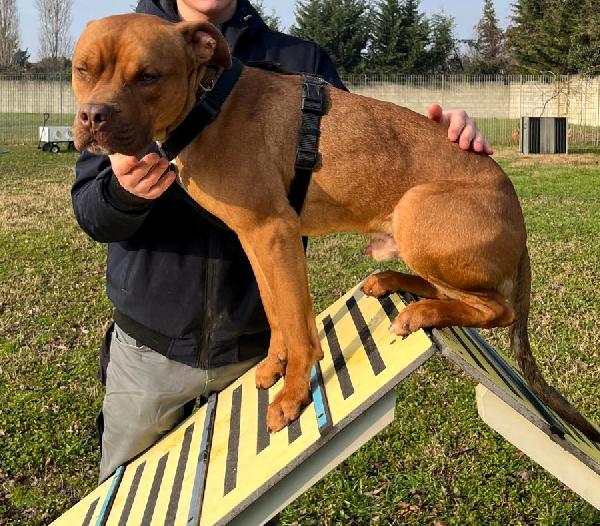 NILO BELLISSIMO METICCIO Foto 7